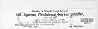 Tricholoma terreum image